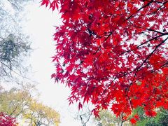 -岳麓山风景名胜区