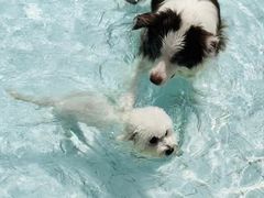 -帕帕拉兹宠物(亚洲旗舰店)