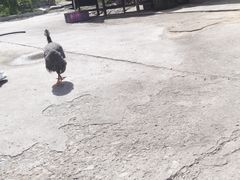 -庆岭迎宾园正宗活鱼馆