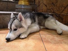 -more than meow吴止猫主题餐厅(承德 中船汇店)