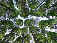 -黄海国家森林公园