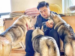 -Husky Go! 哈士奇体验馆·宠物咖啡厅狗咖