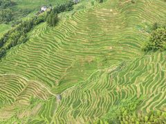 -紫鹊界梯田景区