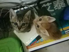 -芭比堂动物医院·24小时·眼科中心(深圳中心)