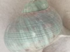-青岛贝壳博物馆