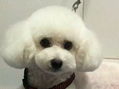 -家有小宠宠物美容(双楠街店)