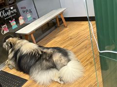 -more than meow吴止猫主题餐厅(承德 中船汇店)