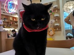 -滚猫咖啡·猫咖·猫友好撸猫(未来城店)