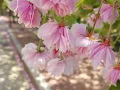 -莱阳濯村樱花园