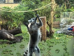 -熊猫自助餐厅.萌趣城堡(长隆熊猫酒店)