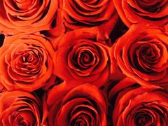 -ROSEONLY诺誓(广州K11店)