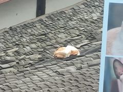 -磁器口古镇