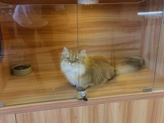 -猫十亿·布偶金渐层·曼基康矮脚猫舍(青年路店)