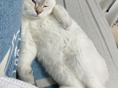 -lincat·猫舍(广州店)