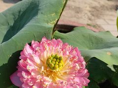 -莲花池公园