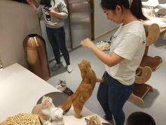 -飞行喵MR PILOT|猫舍·猫咖(静安大融城店)