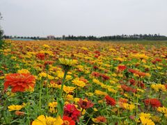 -贡湖湾湿地公园