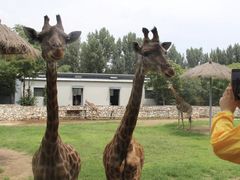 -北京野生动物园