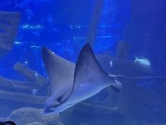 -江和美海洋公园