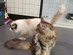-十年猫舍·猫咪专门店(普陀店)