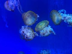 -海合安武汉极地海洋公园