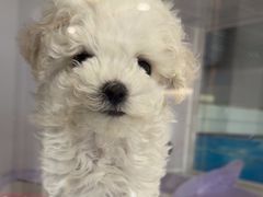 -翊宠yipet猫狗购宠庄园犬舍•猫舍