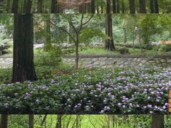 -东平国家森林公园