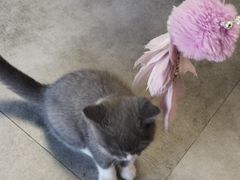-团子家猫咪猫咖馆·柯基·柯尔鸭