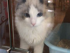 -70cat德文卷毛猫·缅因猫纯种猫舍
