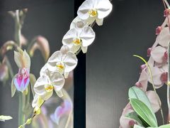 -北京植物园-展览温室