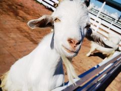 -呼伦贝尔大草原巴尔虎蒙古部落民俗旅游度假景区