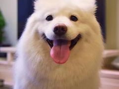 -宠爱国际动物医院· 猫科· 外科·中兽医(长白店)