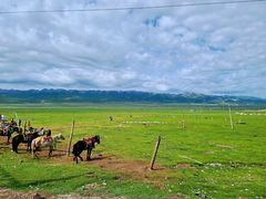 -祁连山草原