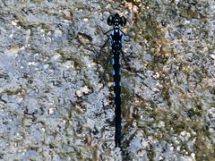 -广州白江湖森林公园