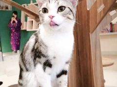 -飞行喵MR PILOT|猫舍·猫咖(静安大融城店)