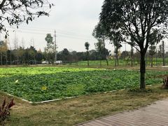 -洪湖家庭农场·团建·露营·会议