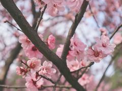 -秀丽东方