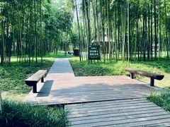 -黄海国家森林公园