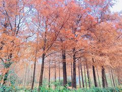 -上海海湾国家森林公园