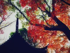 -秋霞圃