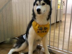 -Husky Go! 哈士奇体验馆·宠物咖啡厅狗咖
