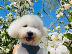 -宠福鑫康馨动物医院·骨科·眼科