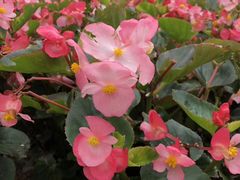 -松山湖梦幻百花洲