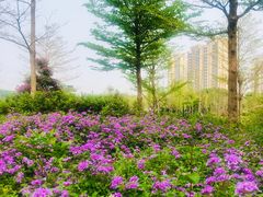 -王借岗森林公园