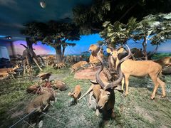 -国家自然博物馆