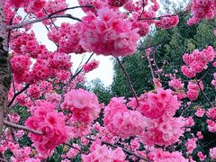 -洛龙公园