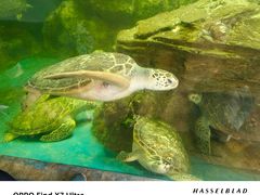 -广东惠东海龟国家级自然保护区