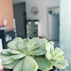 -榕树上·瑜伽普拉提