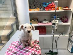 -达爱动物医院·犬猫分区·CT·复杂眼科(远洋山水分院)