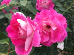 -人民公园(罗湖区)